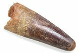 Fossil Spinosaurus Tooth - Real Fossil Tooth #372857-1